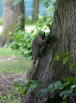 FZ005739 Squirrel in Bute park.jpg